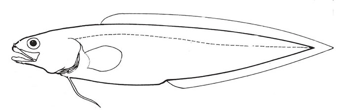 Orden Ophidiiformes_01.jpg